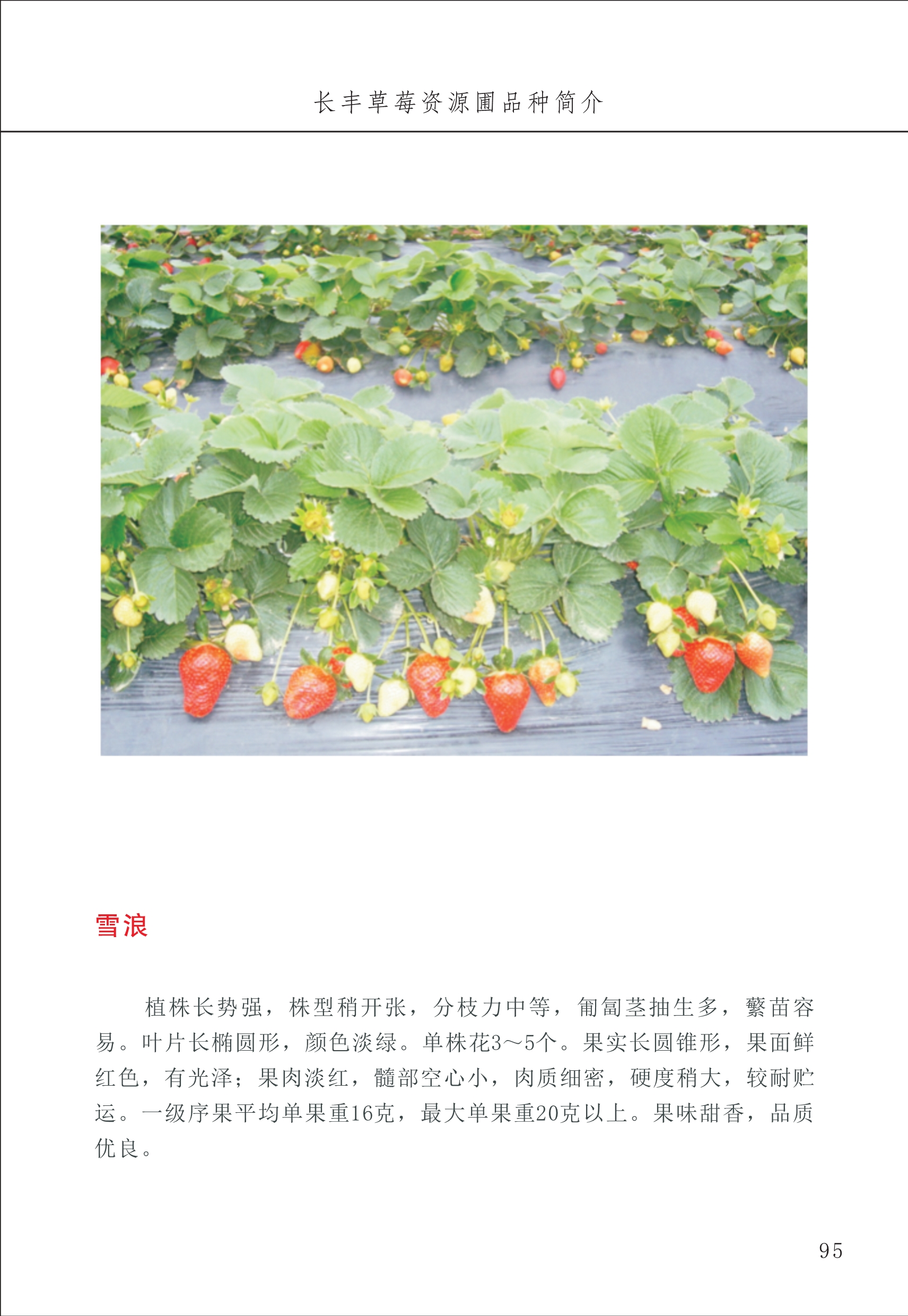 長(cháng)丰农技中心1_99.jpg