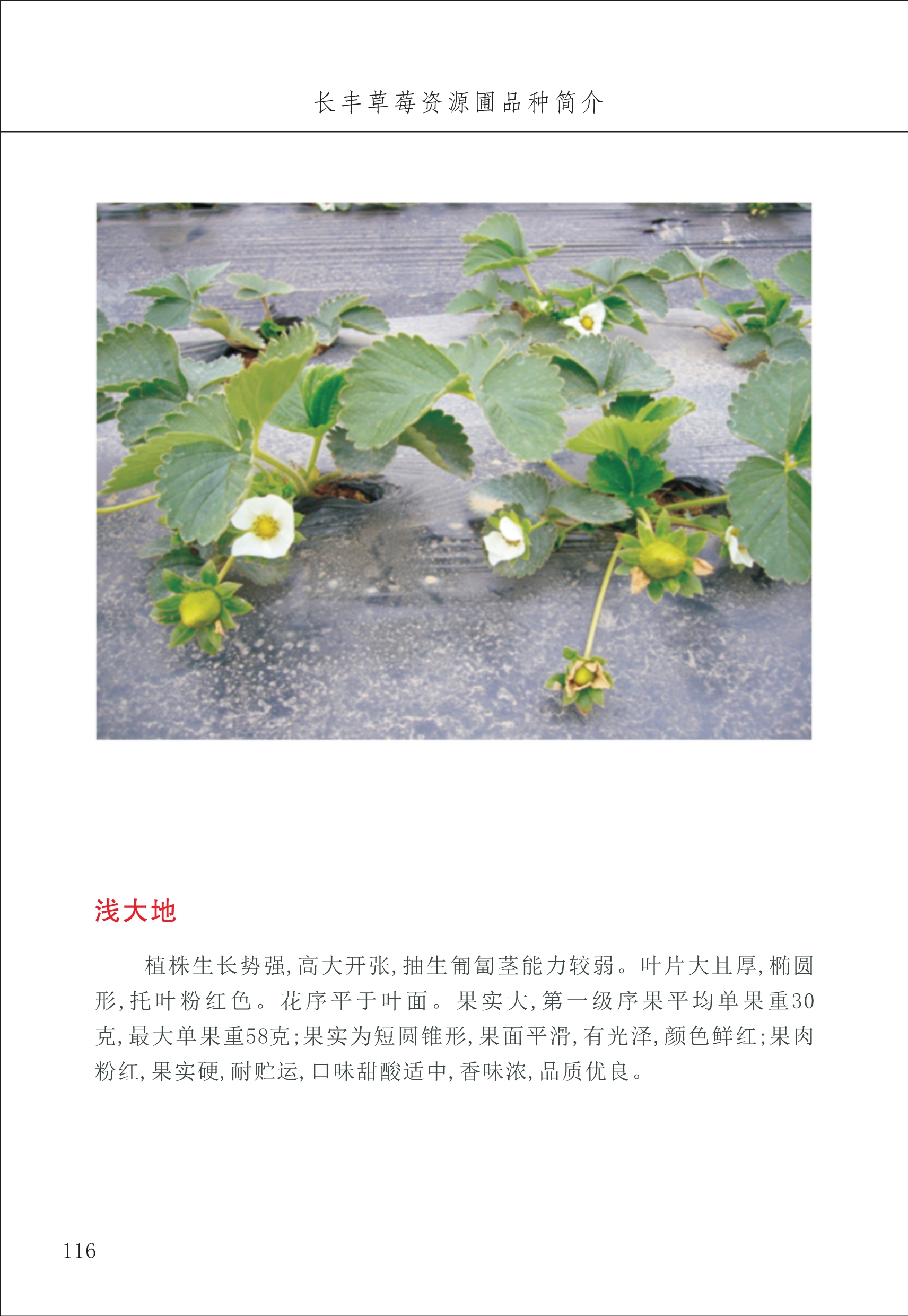 長(cháng)丰农技中心2_16.jpg