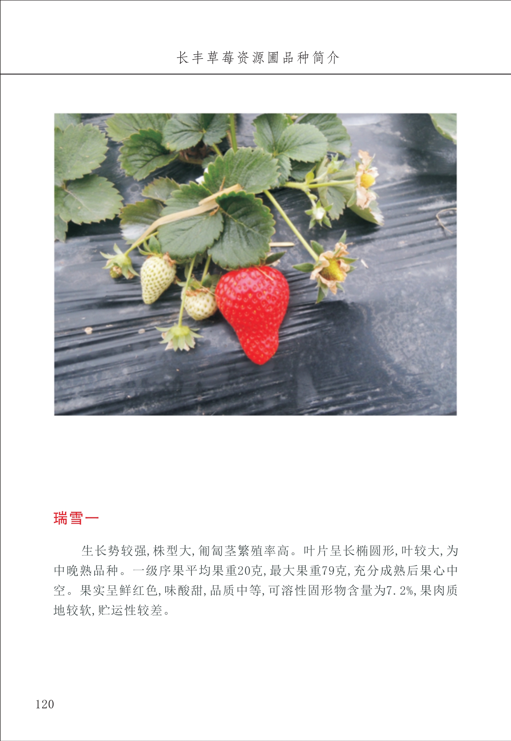長(cháng)丰农技中心2_20.jpg