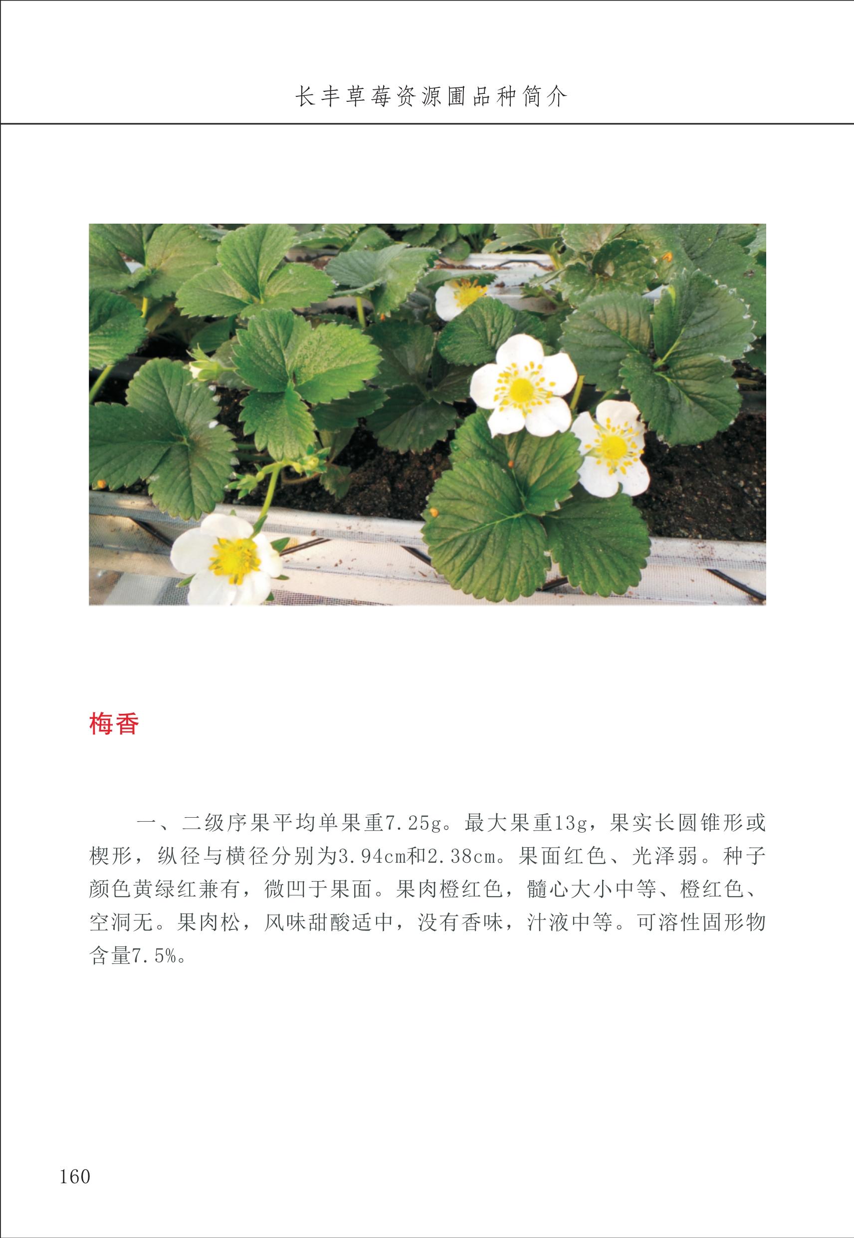 長(cháng)丰农技中心2_60.jpg