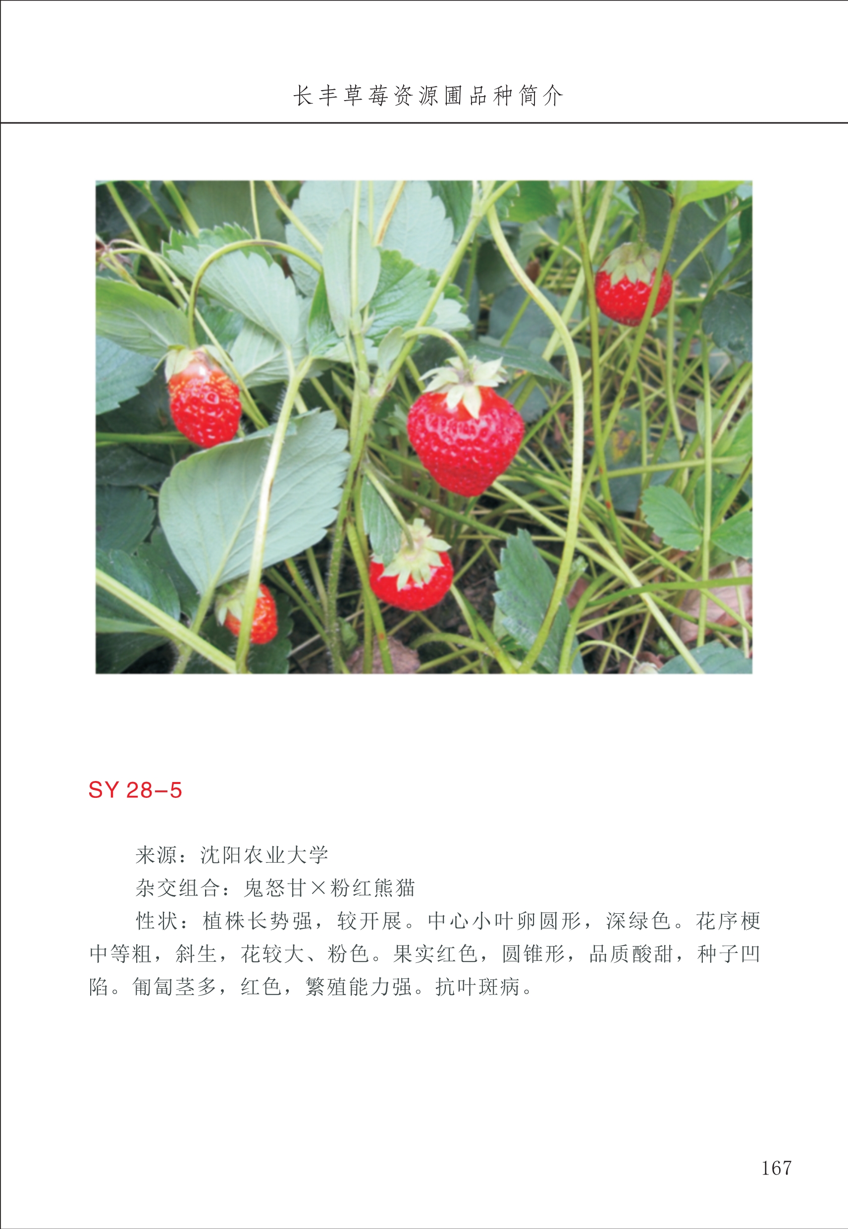 長(cháng)丰农技中心2_67.jpg