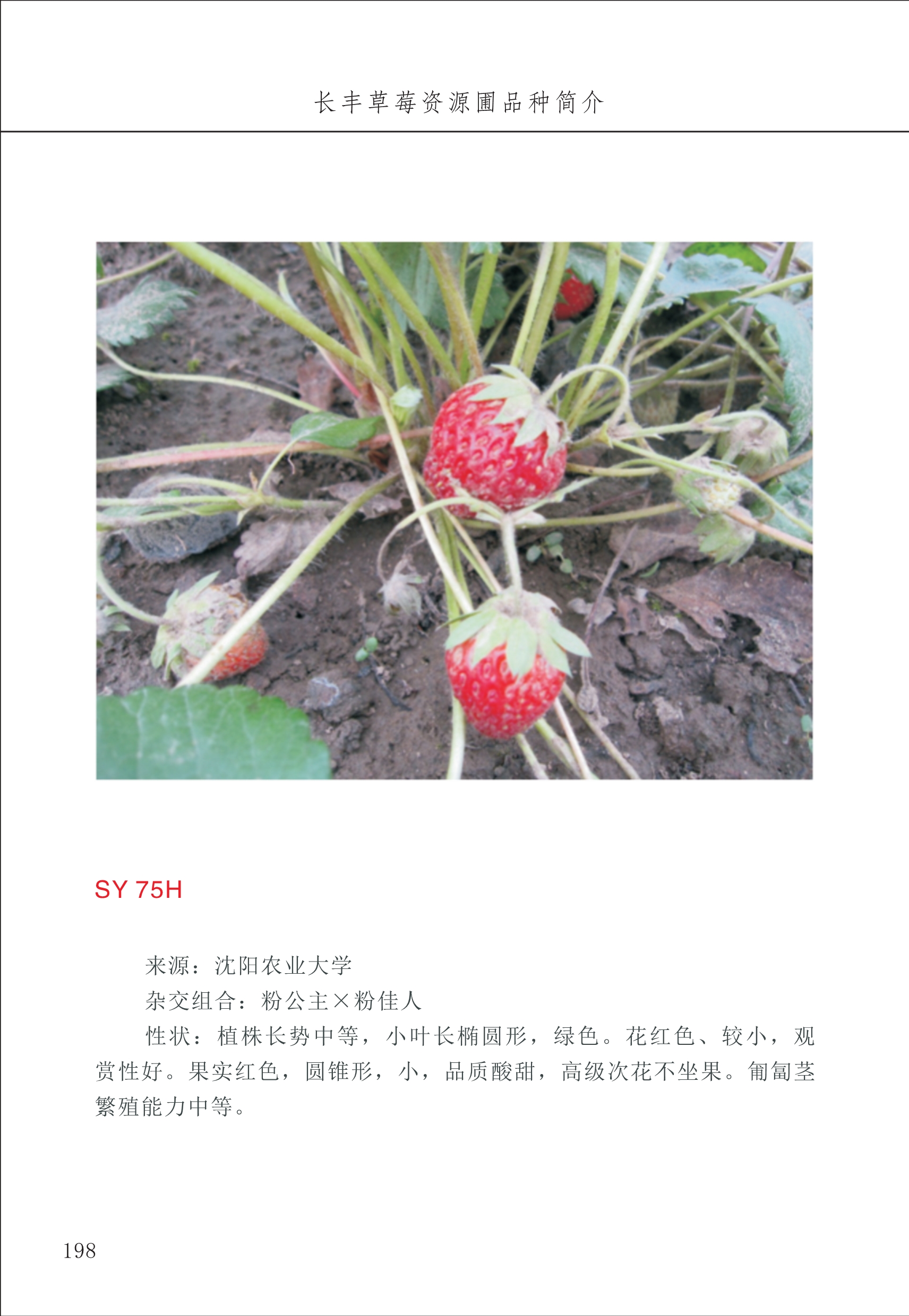 長(cháng)丰农技中心2_98.jpg