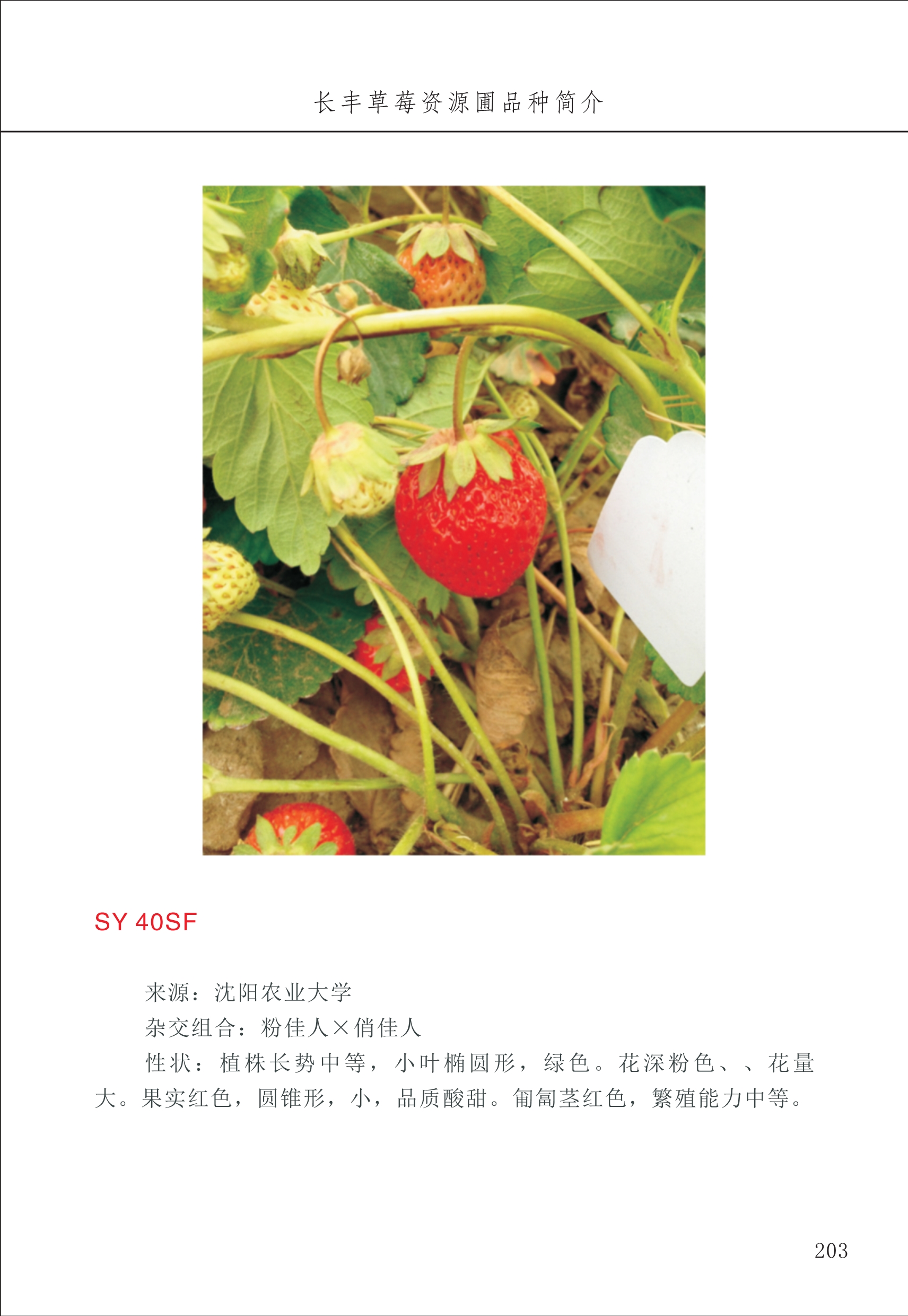長(cháng)丰农技中心3_3.jpg
