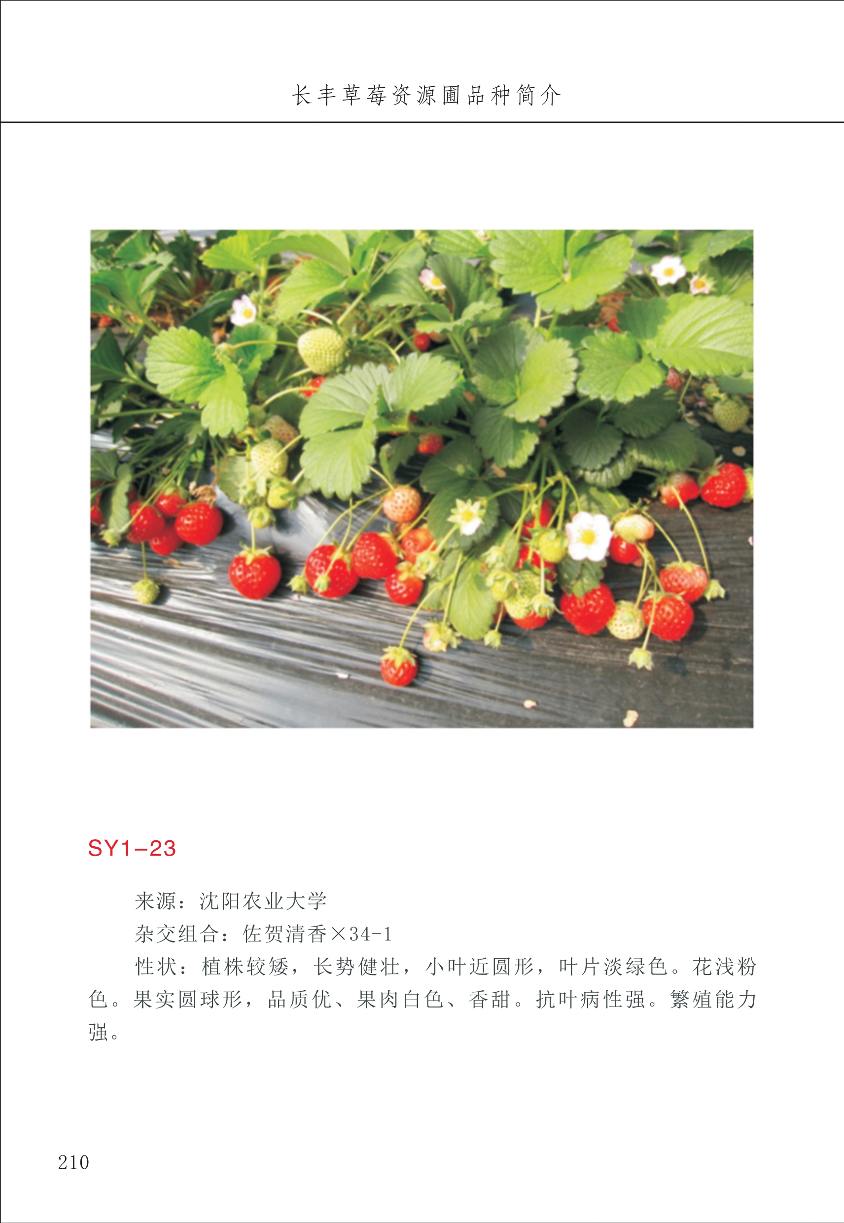 長(cháng)丰农技中心3_10.jpg