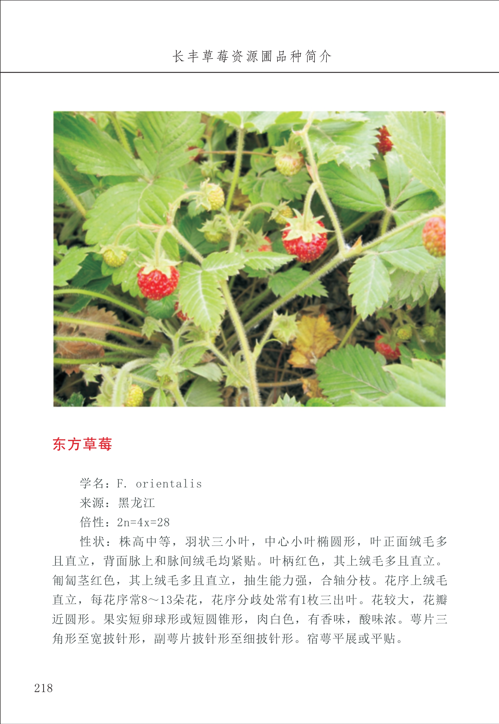 長(cháng)丰农技中心3_18.jpg