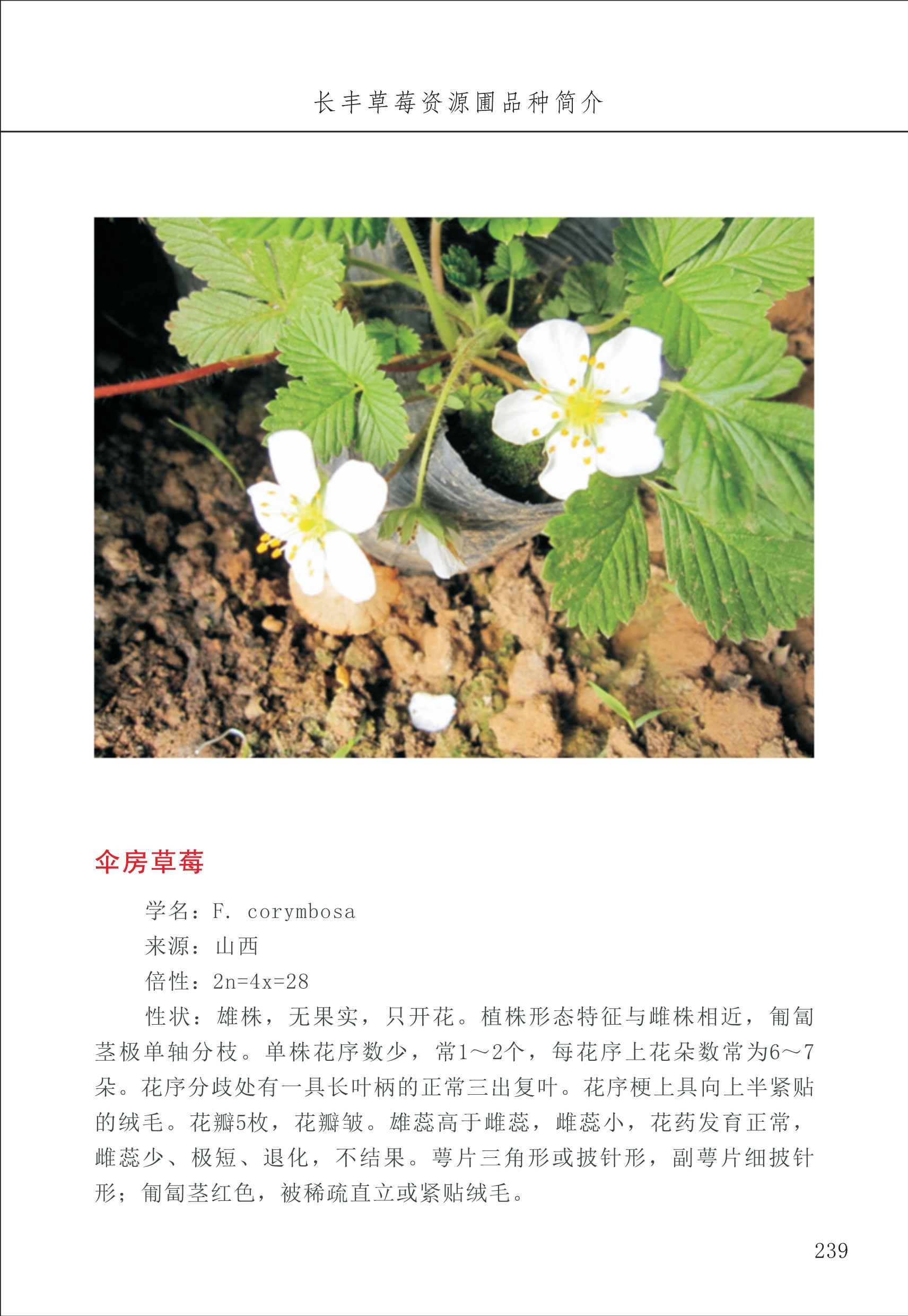 長(cháng)丰农技中心3_39.jpg