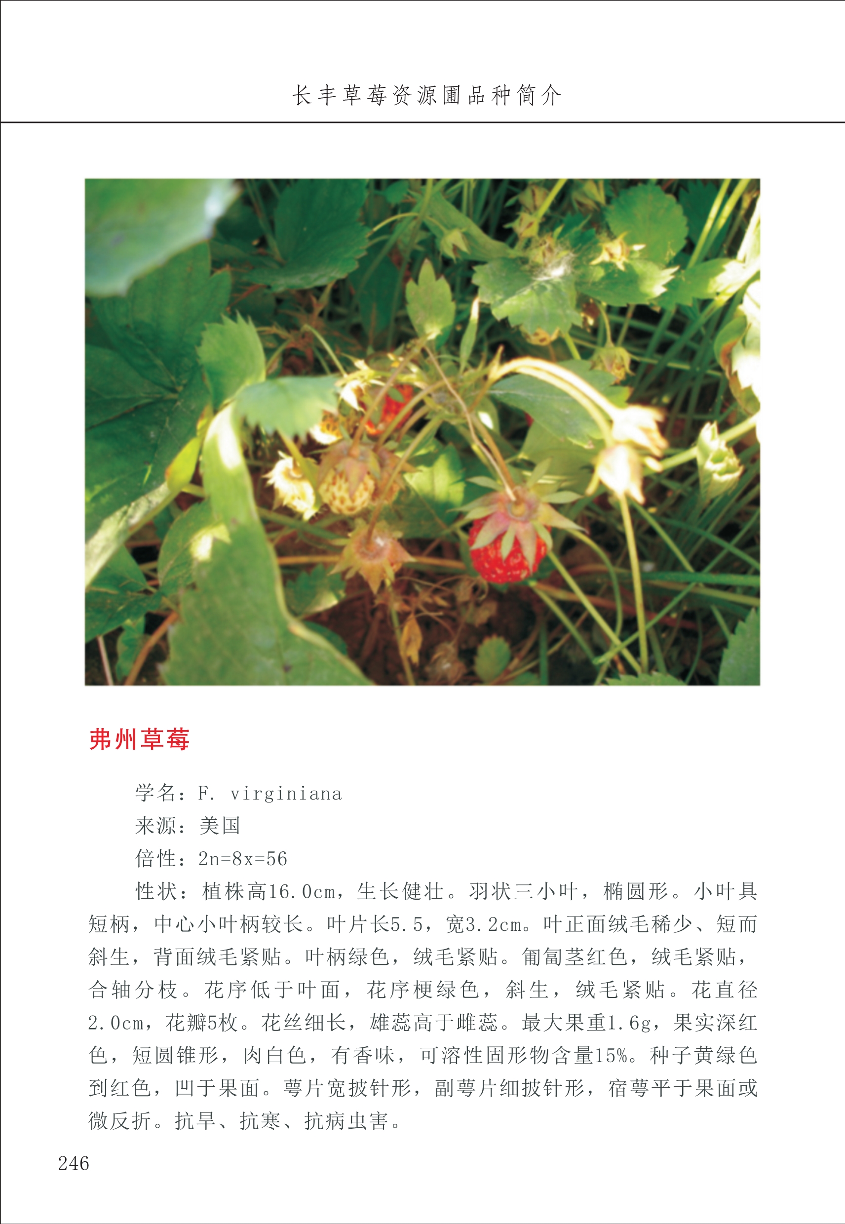 長(cháng)丰农技中心3_46.jpg