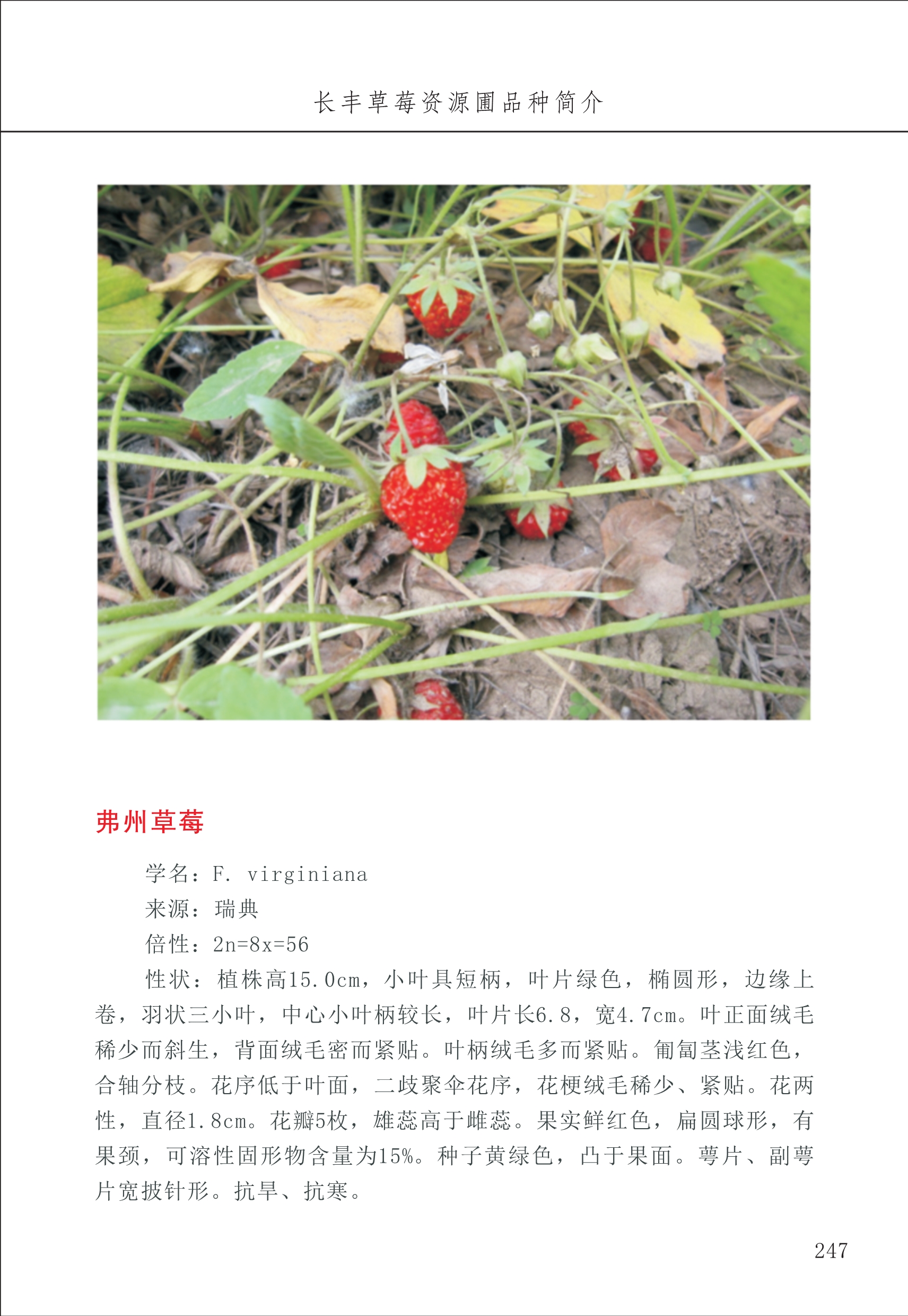 長(cháng)丰农技中心3_47.jpg