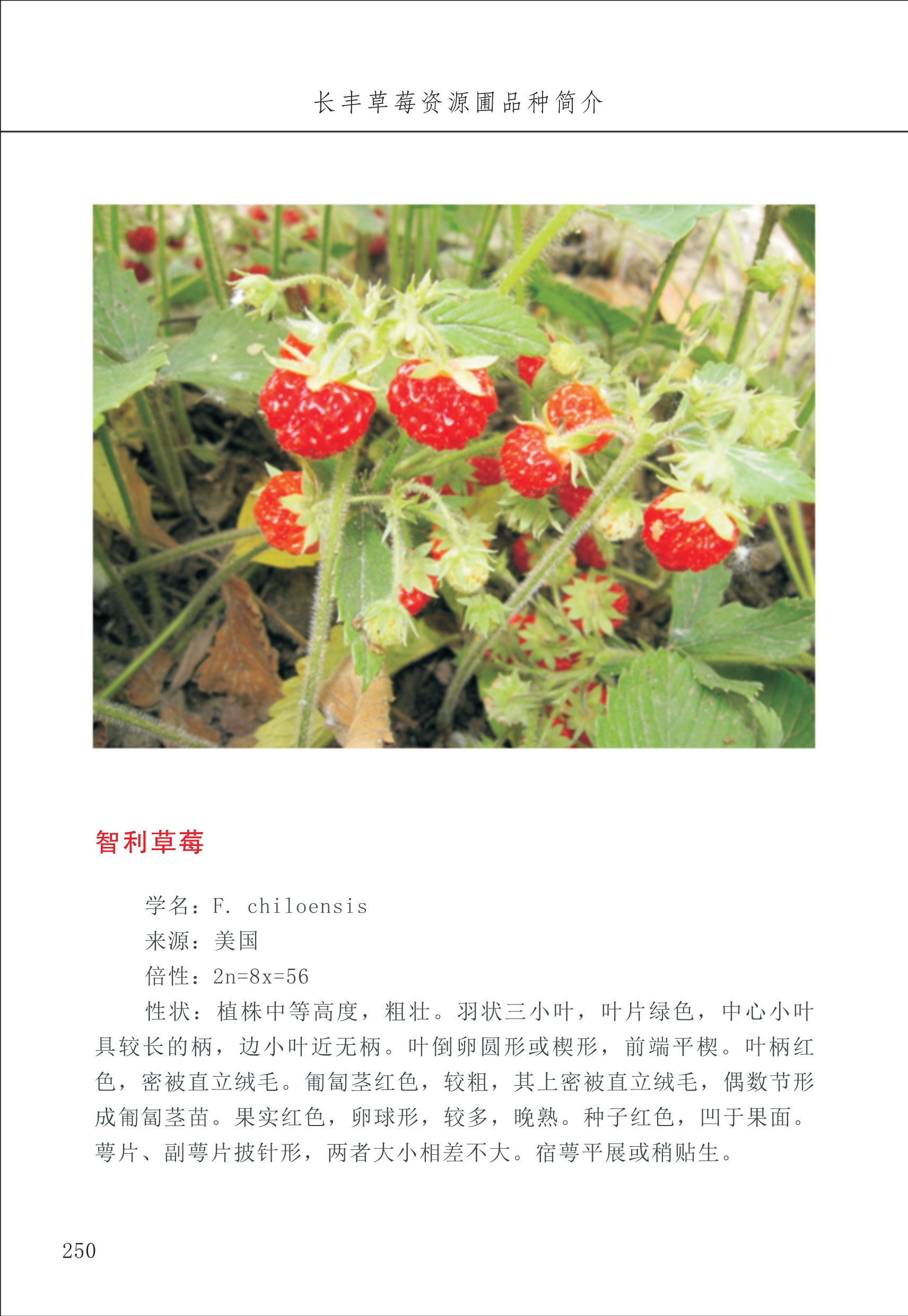 長(cháng)丰农技中心3_50.jpg